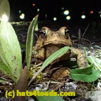 /home//u458753944/public_html/sourcegallery//Roxborough Toad Detour/2013-2019/2019/58419303_10219012417970327_8381560860610396160_o.jpg